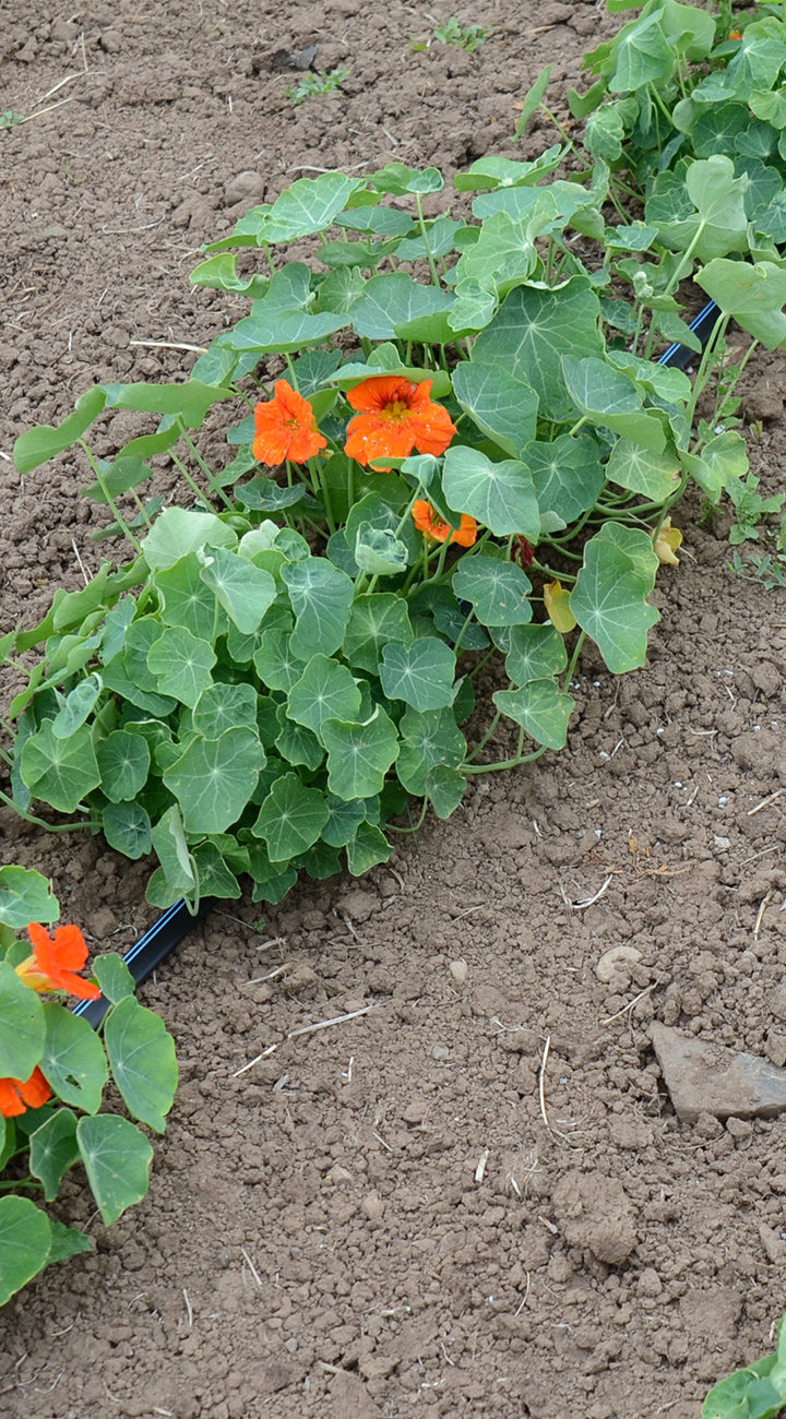 Nasturtium plants with orange flowers growing in a garden bed.
