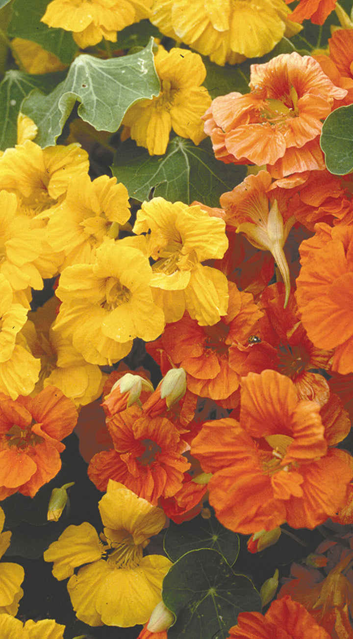 Close-up of bright orange and yellow Nasturtium flowers with green leaves.