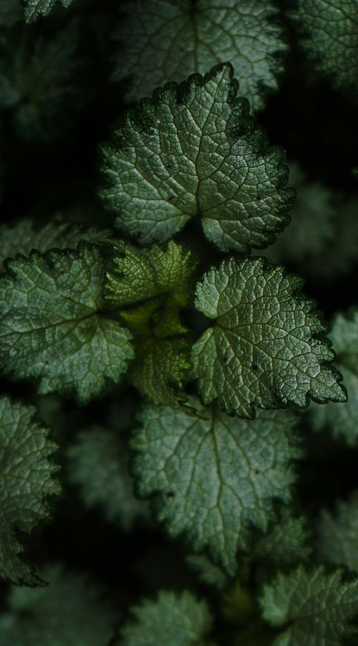 Close-up of green stinging nettle leaves with a dark background