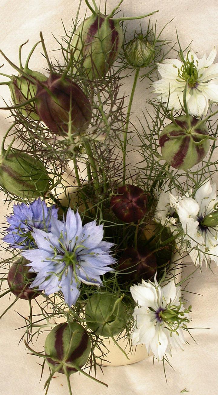 Close-up of various Nigella flowers including blue, white, and green ones on a textured background