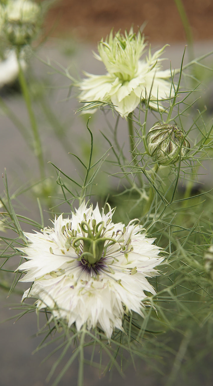 White Nigella flowers with green stems and leaves on a blurred natural background