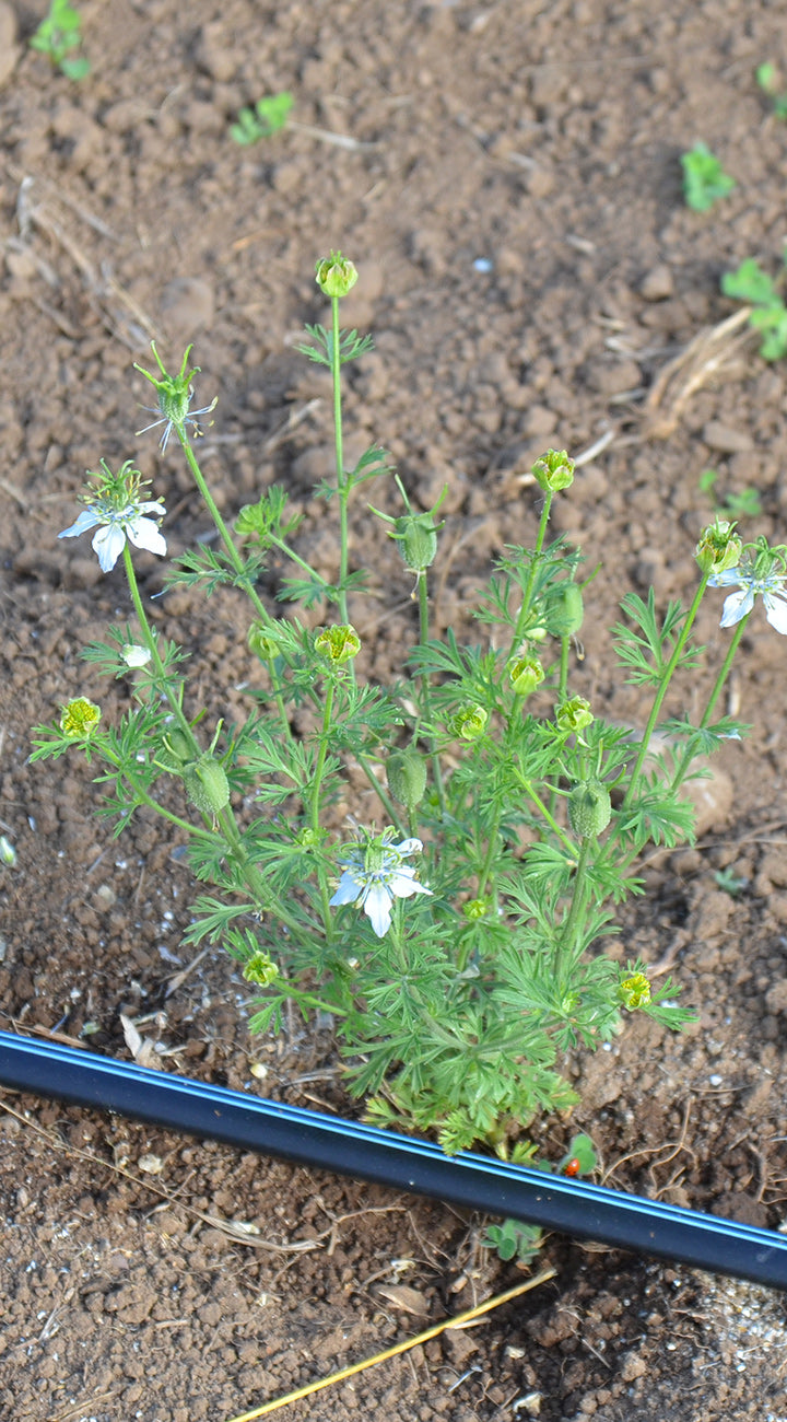 New nigella plant growing in a field with hose