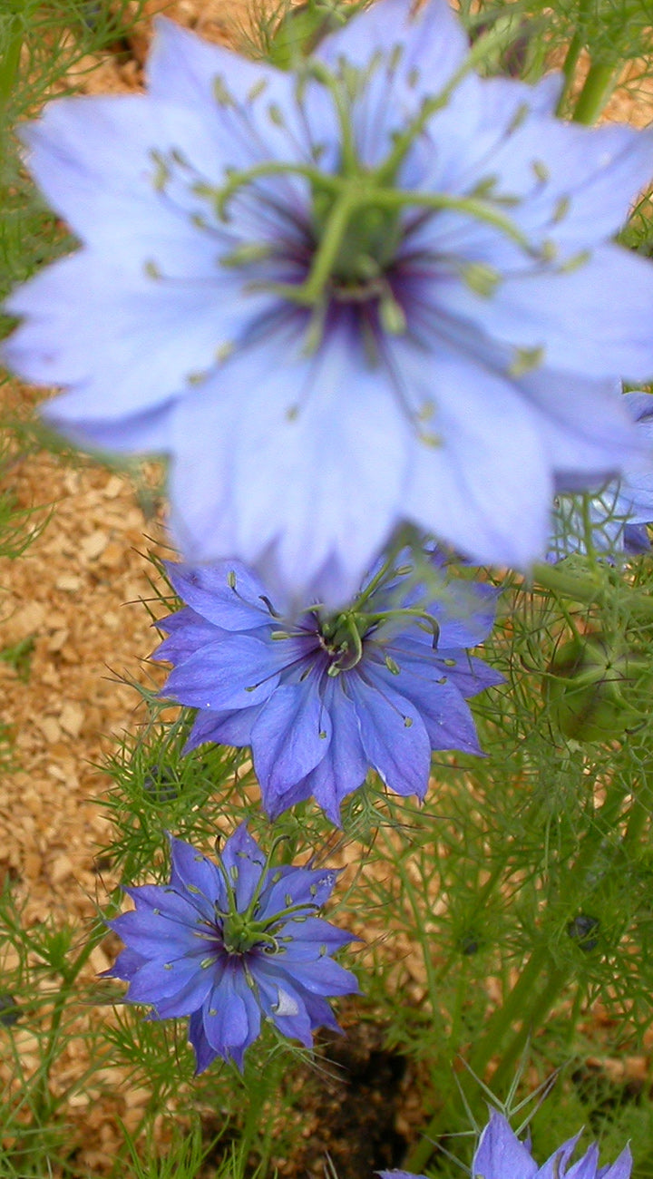 Close-up of blue nigella flowers with green stems and leaves.