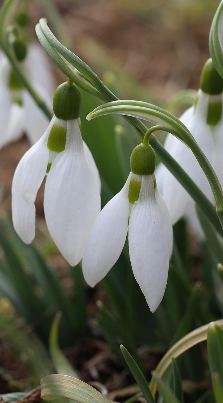 White Nivalis flowers with green buds on a blurred natural background
