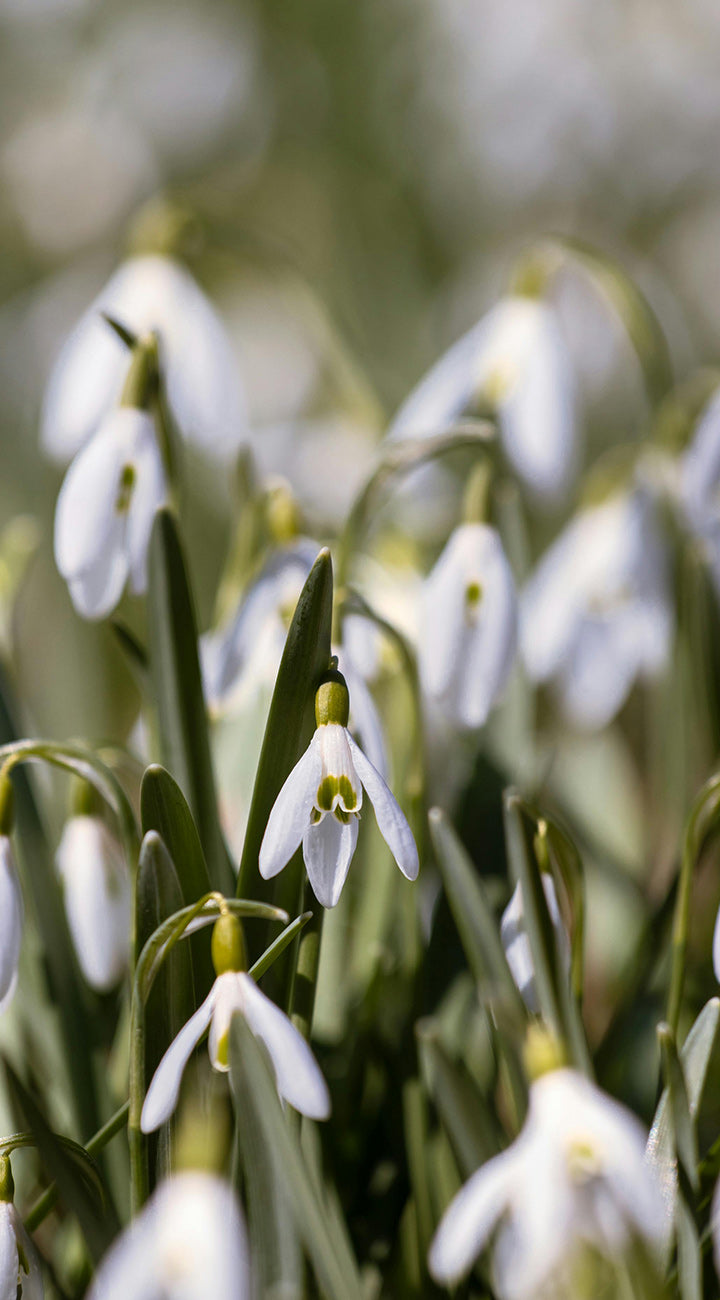 Close-up of Snowdrop Nivalis flowers showcasing nodding white bell-shaped blooms with green markings and a soft blurred natural background