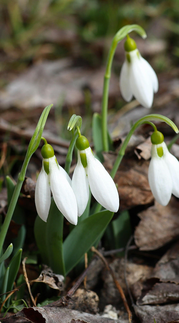White Nivalis flowers with green stems and leaves on a natural background