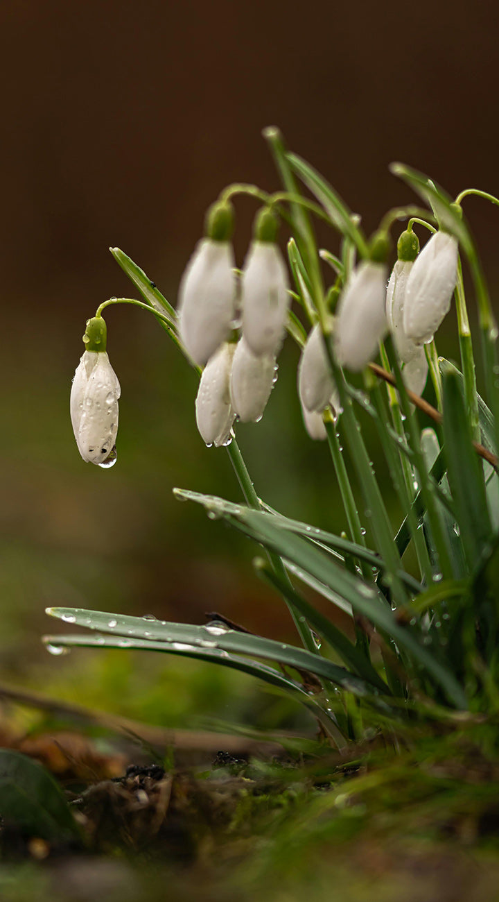 Close-up of Snowdrop Nivalis showing nodding white bell blooms with green tips and water droplets on a soft brown background