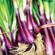 Close-up of Red Baron bunching/scallion onions showing vibrant burgundy stems, green tops, small developing bulbs, and visible roots