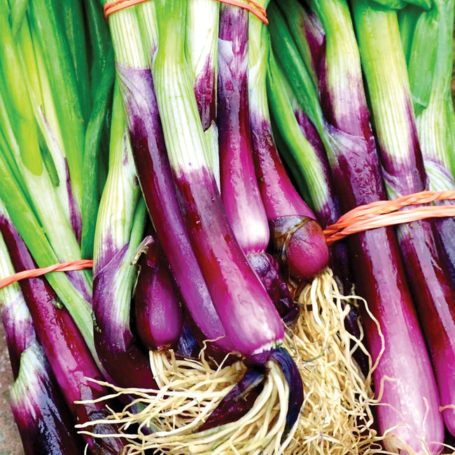 Close-up of Red Baron bunching/scallion onions showing vibrant burgundy stems, green tops, small developing bulbs, and visible roots