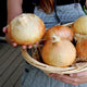 Close-up of Walla Walla onions in a woven basket showing round tan bulbs with papery skins