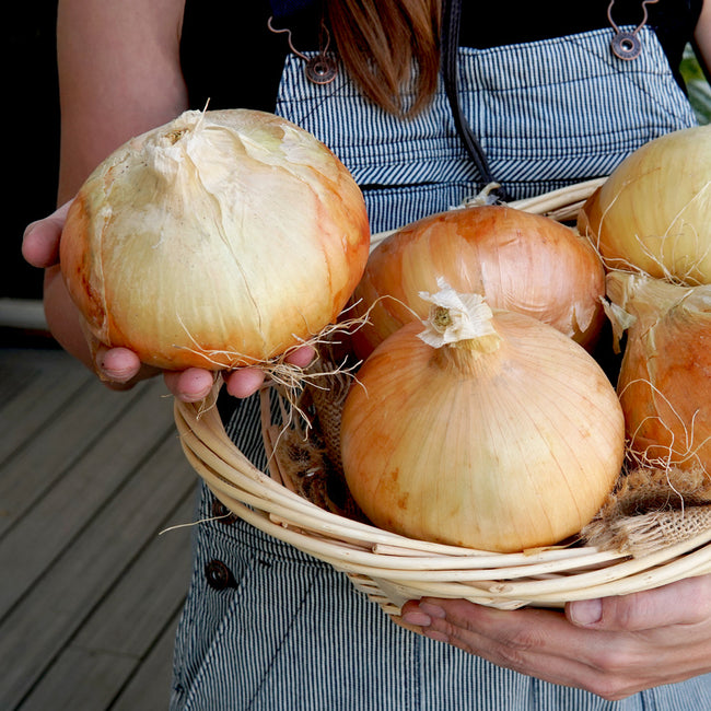 Close-up of Walla Walla onions in a woven basket showing round tan bulbs with papery skins