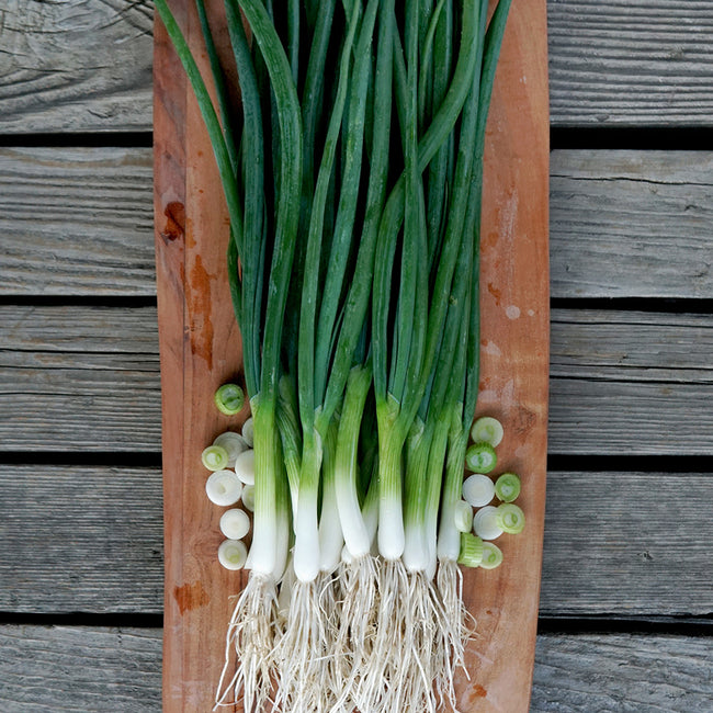 Top-down view of Marksman salad onions showing white non-bulbing shanks, long green tops and roots on a wooden board