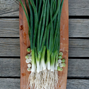 Top-down view of Marksman salad onions showing white non-bulbing shanks, long green tops and roots on a wooden board