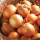 Close-up of Hi-Keeper onions in a woven basket showcasing smooth golden-tan skin and round storage bulbs