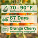 Orange Paruche Tomato