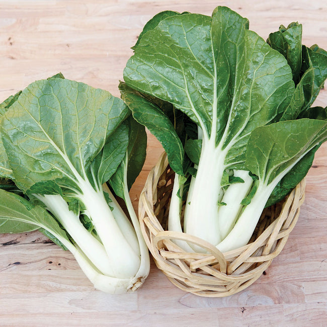 KING CHOI-PAK CHOI