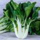 KING CHOI-PAK CHOI
