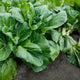 Front view of King Choi pak choi showing broad dark green leaves and thick white stems on garden soil