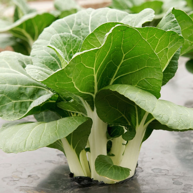 Three quarter view of King Choi pak choi plant showcasing broad dark green leaves and thick white stems on white background