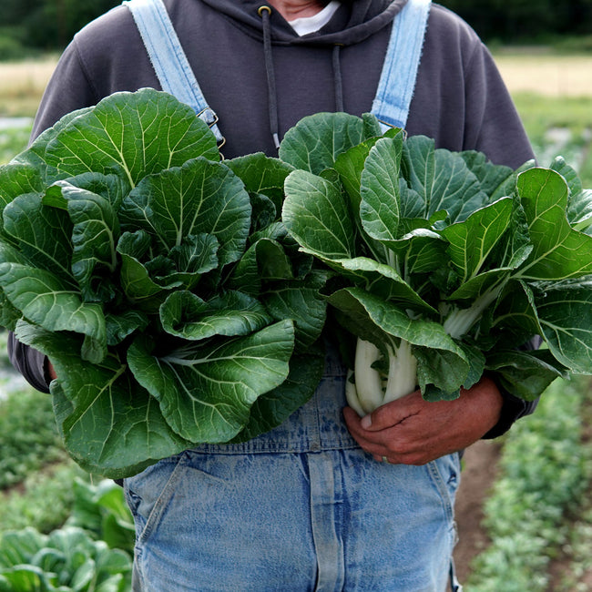 Farmer holding two large Joi Choi pak choi heads in a field