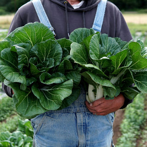 Farmer holding two large Joi Choi pak choi heads in a field