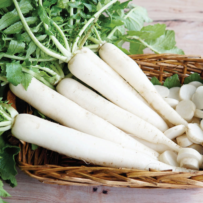 Bunch of Minowase Summer Cross No 3 daikon radishes showing long white tapered roots and leafy green tops on wooden surface