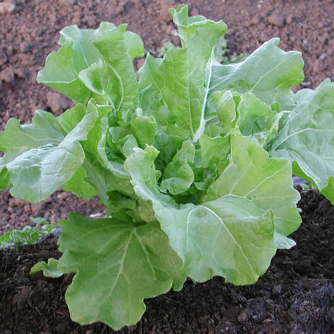 Front view of Tokyo Bekana Chinese cabbage plant showcasing tender light-green curled baby leaves with garden soil background