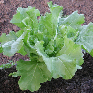 Front view of Tokyo Bekana Chinese cabbage plant showcasing tender light-green curled baby leaves with garden soil background