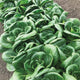Top-down view of Ewok pak choi heads showcasing compact, dark green, cup-shaped leaves growing in a soil garden bed