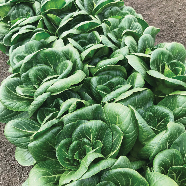 Top-down view of Ewok pak choi heads showcasing compact, dark green, cup-shaped leaves growing in a soil garden bed