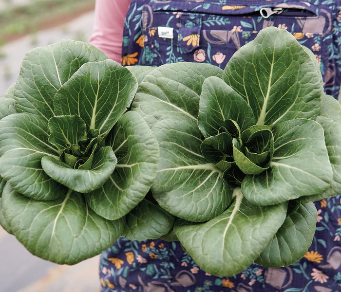 Top-down view of Ewok pak choi showing two compact baby heads with dark green leaves on soil background