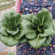 Top-down view of Ewok pak choi showing two compact baby heads with dark green leaves on soil background