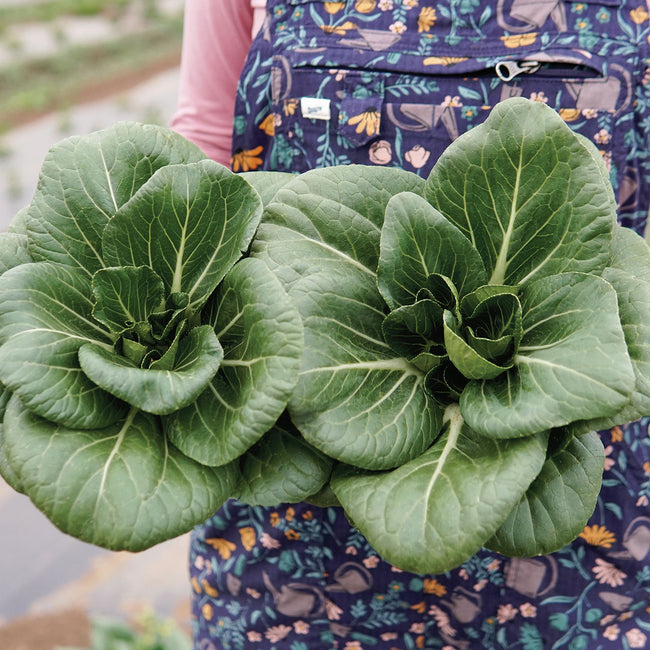 Top-down view of Ewok pak choi showing two compact baby heads with dark green leaves on soil background