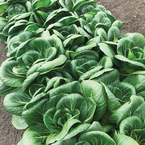 Top-down view of Ewok pak choi heads showcasing compact, dark green, cup-shaped leaves growing in a soil garden bed