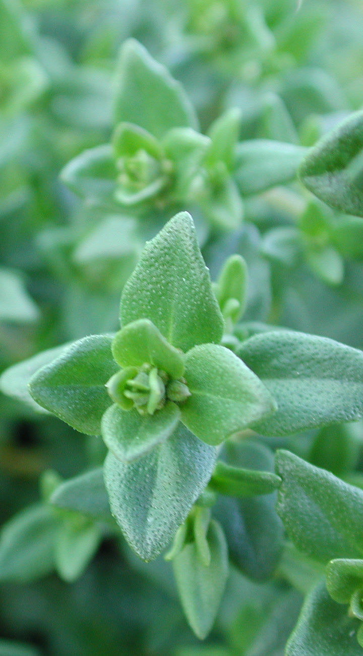 Close-up of green leafy oregano plant with a blurred background