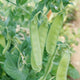 Close-up of Oregon Sugar Pod II snow pea pods on plant showcasing broad 4–5 inch pods on dwarf upright vines