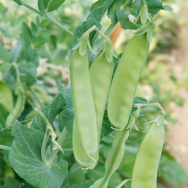 Close-up of Oregon Sugar Pod II snow pea pods on plant showcasing broad 4–5 inch pods on dwarf upright vines