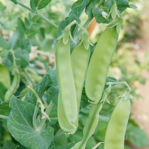 Close-up of Oregon Sugar Pod II snow pea pods on plant showcasing broad 4–5 inch pods on dwarf upright vines