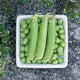 Top view of Sienna shelling peas showing three whole pods and shelled peas in a square white dish on a stone surface