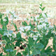 Close-up of Sienna shelling pea plant showing dark green blunt pods and foliage against a garden background