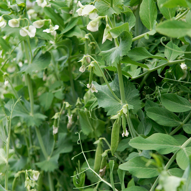 Pea plants with green pods and white flowers in a garden.
