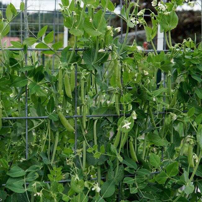 Green pea plants with developing peas on a wire trellis