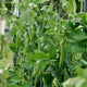 Green pea plants with developing pods in a garden setting