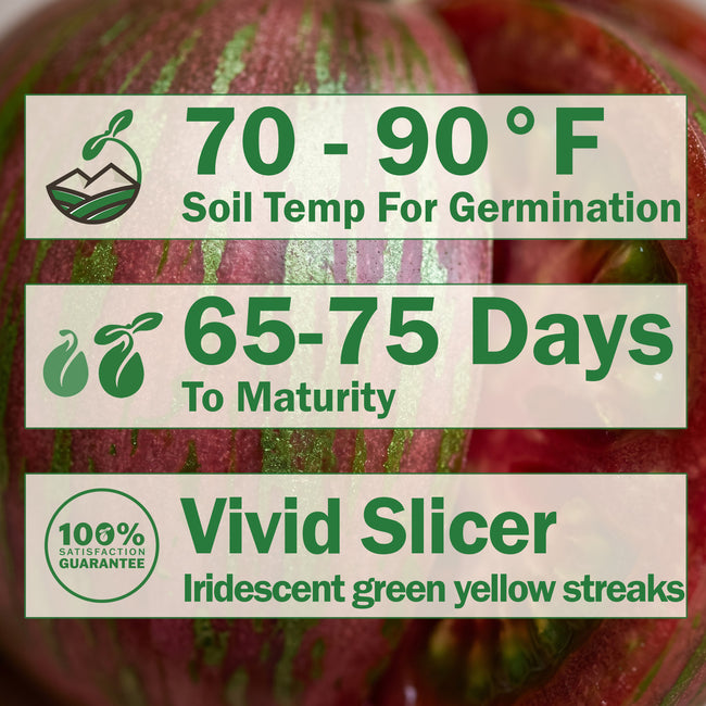 Pink Berkeley Tie-Dye Tomato