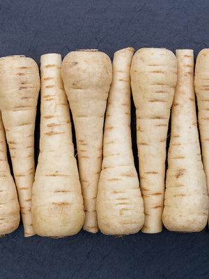 Top-down view of five Warrior parsnip roots showing smooth creamy white tapered roots on black background
