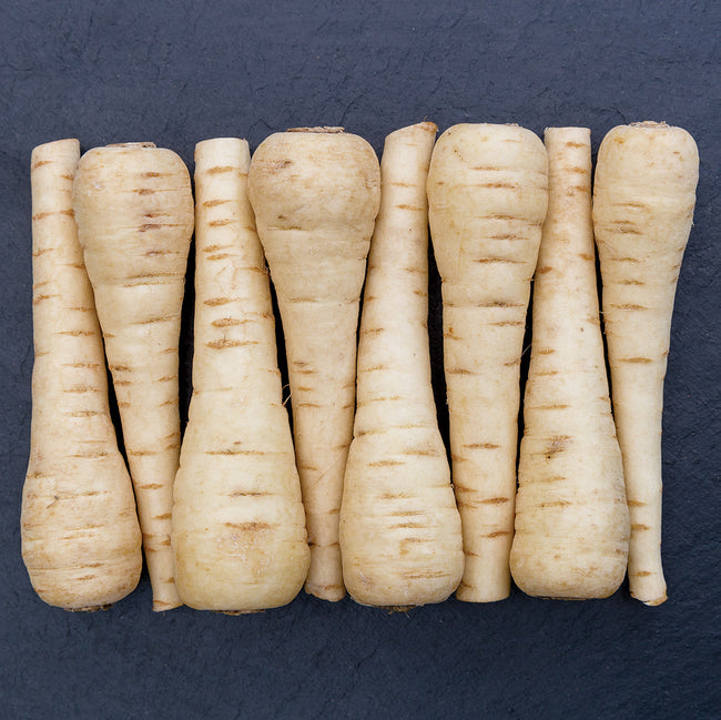 Top-down view of five Warrior parsnip roots showing smooth creamy white tapered roots on black background