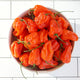 Front view of Mild Thing heatless habanero plant showcasing blocky orange-to-red peppers with green foliage