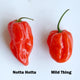 Top-down view of Notta Hotta and Mild Thing habanero peppers showing smooth waxy red skin with printed labels on a white background