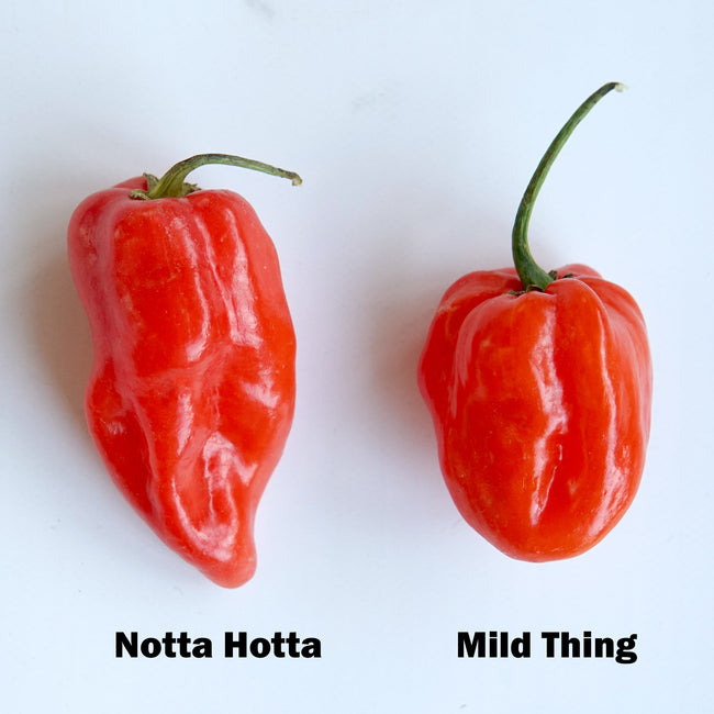 Top-down view of Notta Hotta and Mild Thing habanero peppers showing smooth waxy red skin with printed labels on a white background