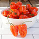 Close-up of Mild Thing habanero peppers showing ripe orange-red blocky fruits in a white bowl on a tiled surface